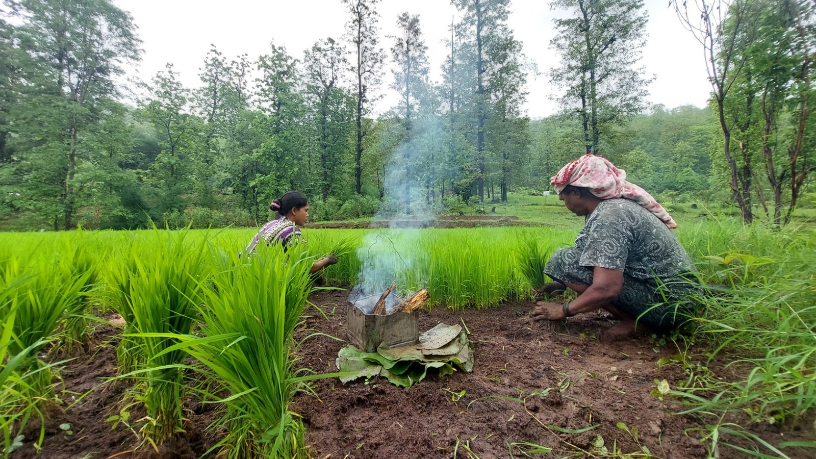 Two women tending seedlings